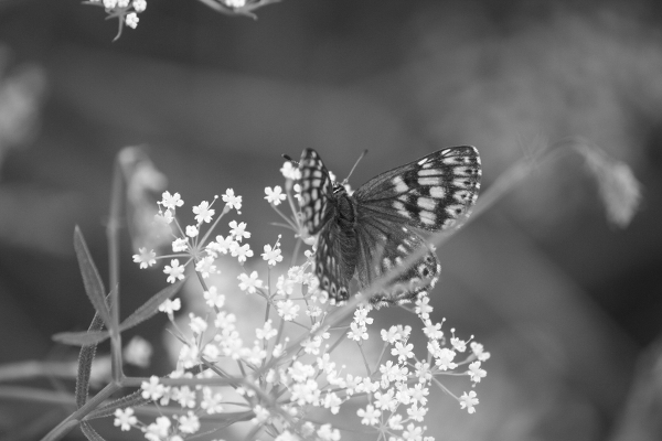 P&eacute;lda sz&uuml;rke&aacute;rnyalatos k&eacute;pre